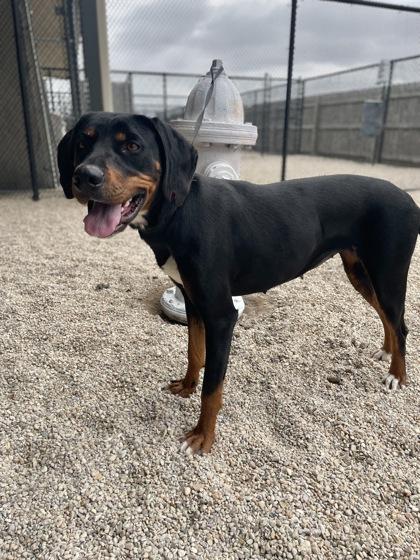 Enlarge Sahara, a Adoptable mixed breed in Gray, LA image 1/2