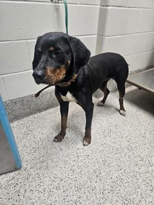 Enlarge Sahara, a Adoptable mixed breed in Gray, LA image 2/2