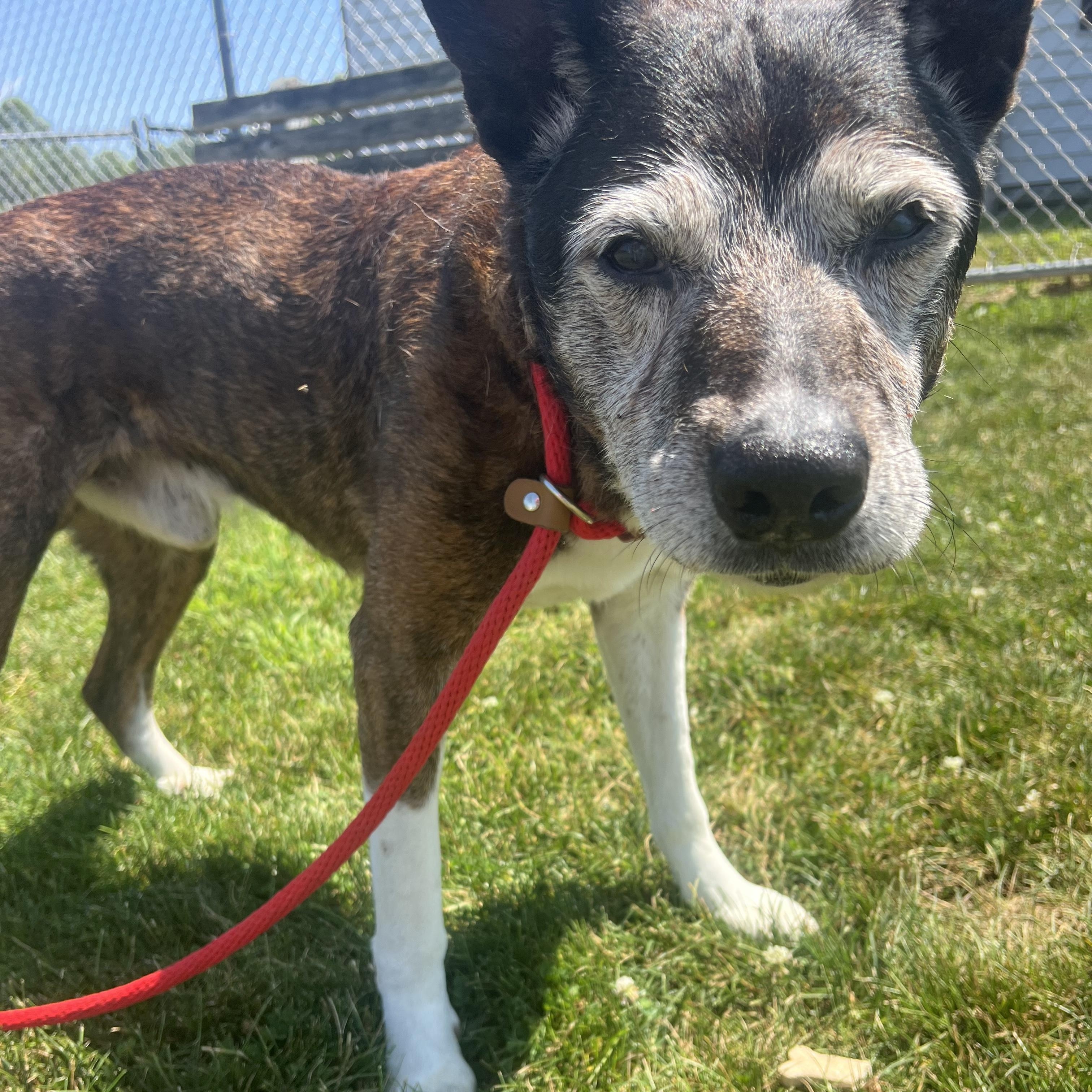190523 Tyson, a ADOPTABLE mixed breed in Ravenna, OH image 4/6