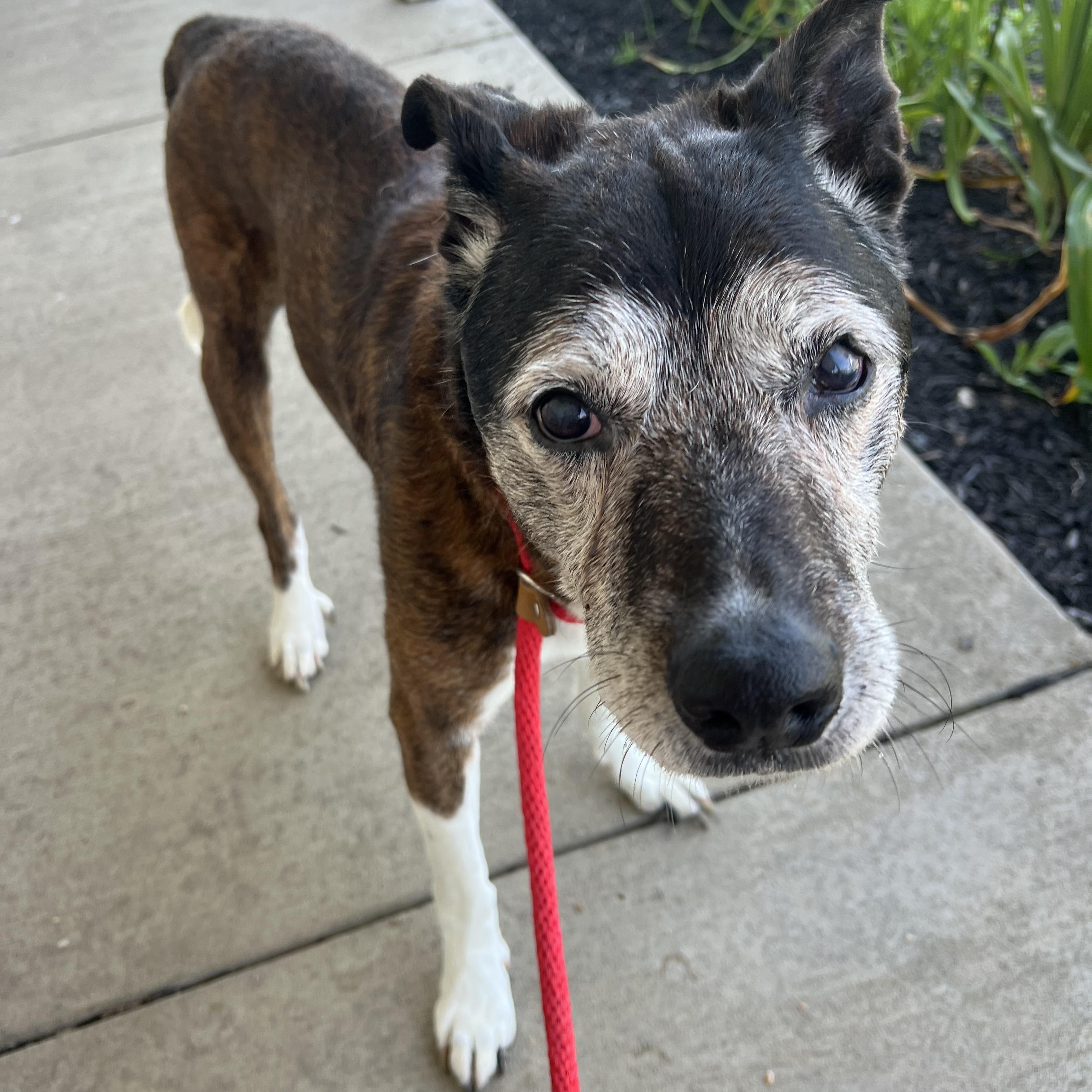 190523 Tyson, a ADOPTABLE mixed breed in Ravenna, OH image 3/6