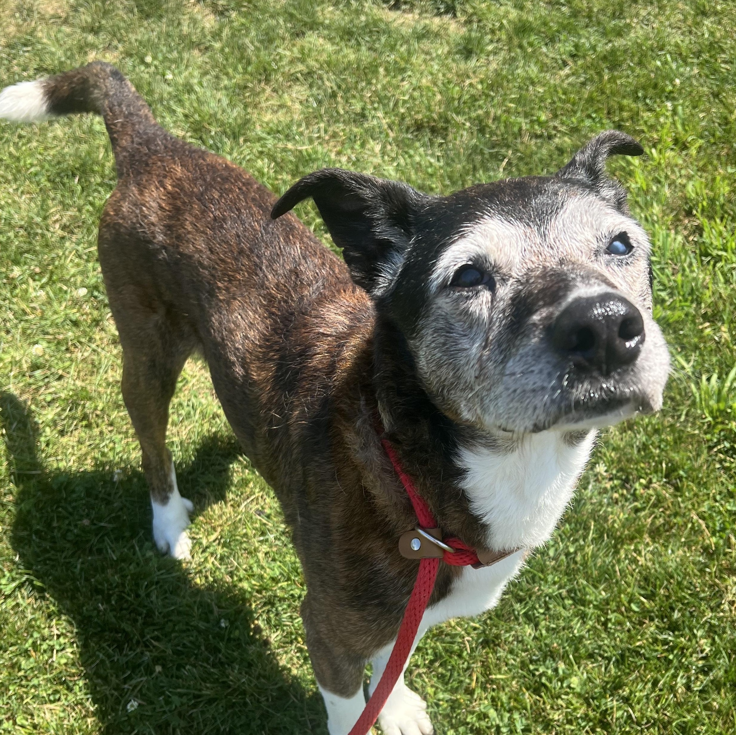 190523 Tyson, a ADOPTABLE mixed breed in Ravenna, OH image 1/6