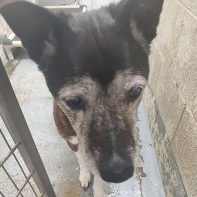 190523 LOOKING FOR OWNER, ADOPTABLE, Senior Male Shepherd & Boxer.