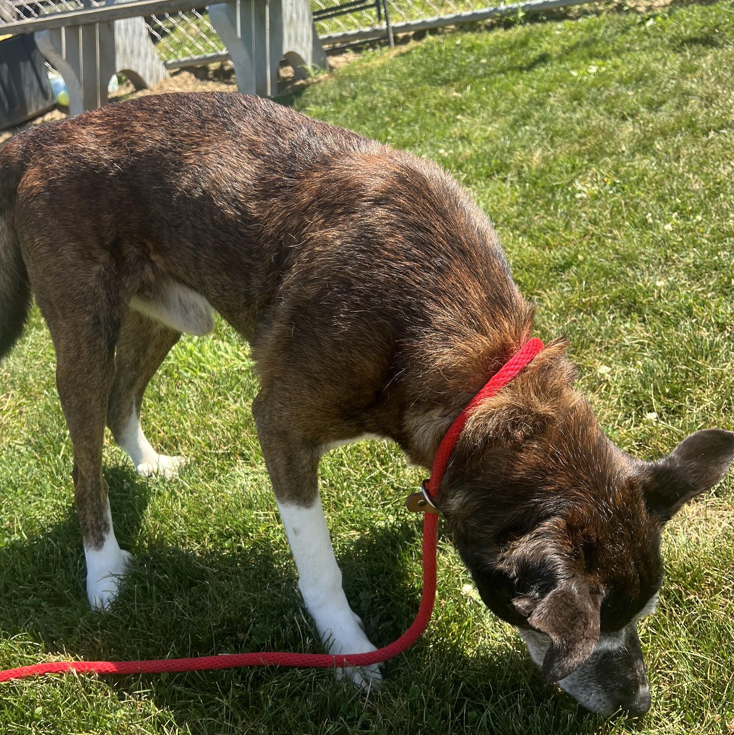 190523 Tyson, a ADOPTABLE mixed breed in Ravenna, OH image 2/6