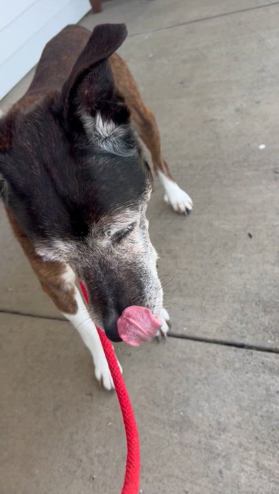 Enlarge 190523 Tyson, a ADOPTABLE mixed breed in Ravenna, OH video 6/6