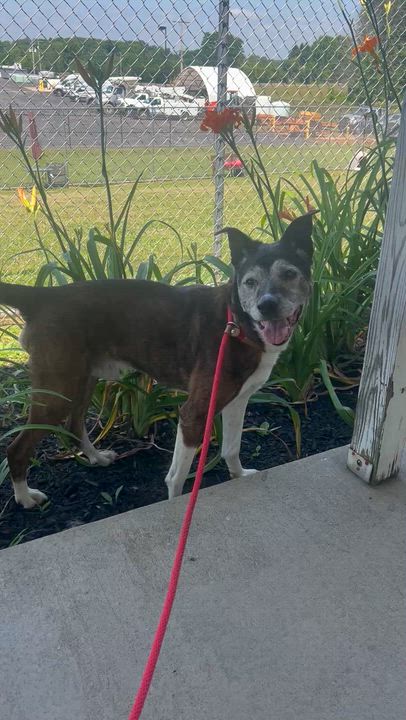 Enlarge 190523 Tyson, a ADOPTABLE mixed breed in Ravenna, OH video 5/6