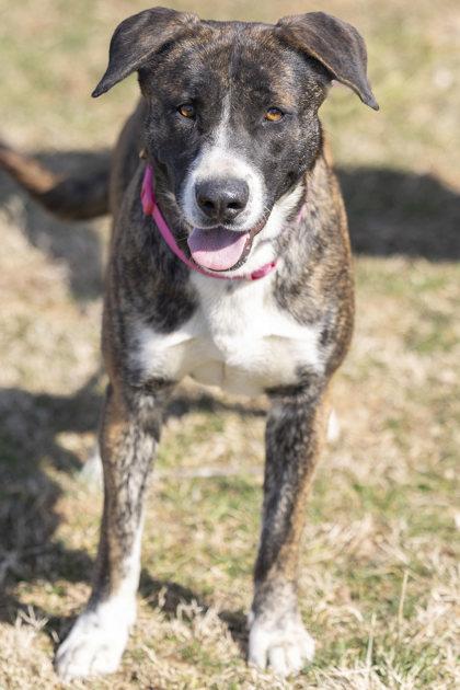 Jessie, Adoptable, Adult Female Dutch Shepherd & Mixed Breed.