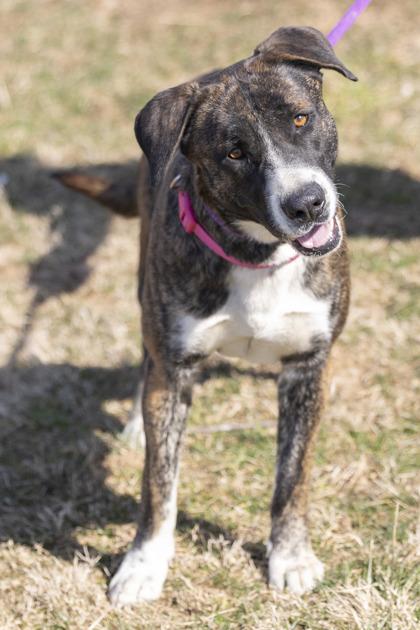 Jessie, a Adoptable mixed breed in Bedford, IN image 2/3