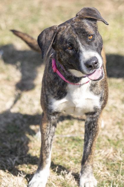 Jessie, a Adoptable mixed breed in Bedford, IN image 3/3