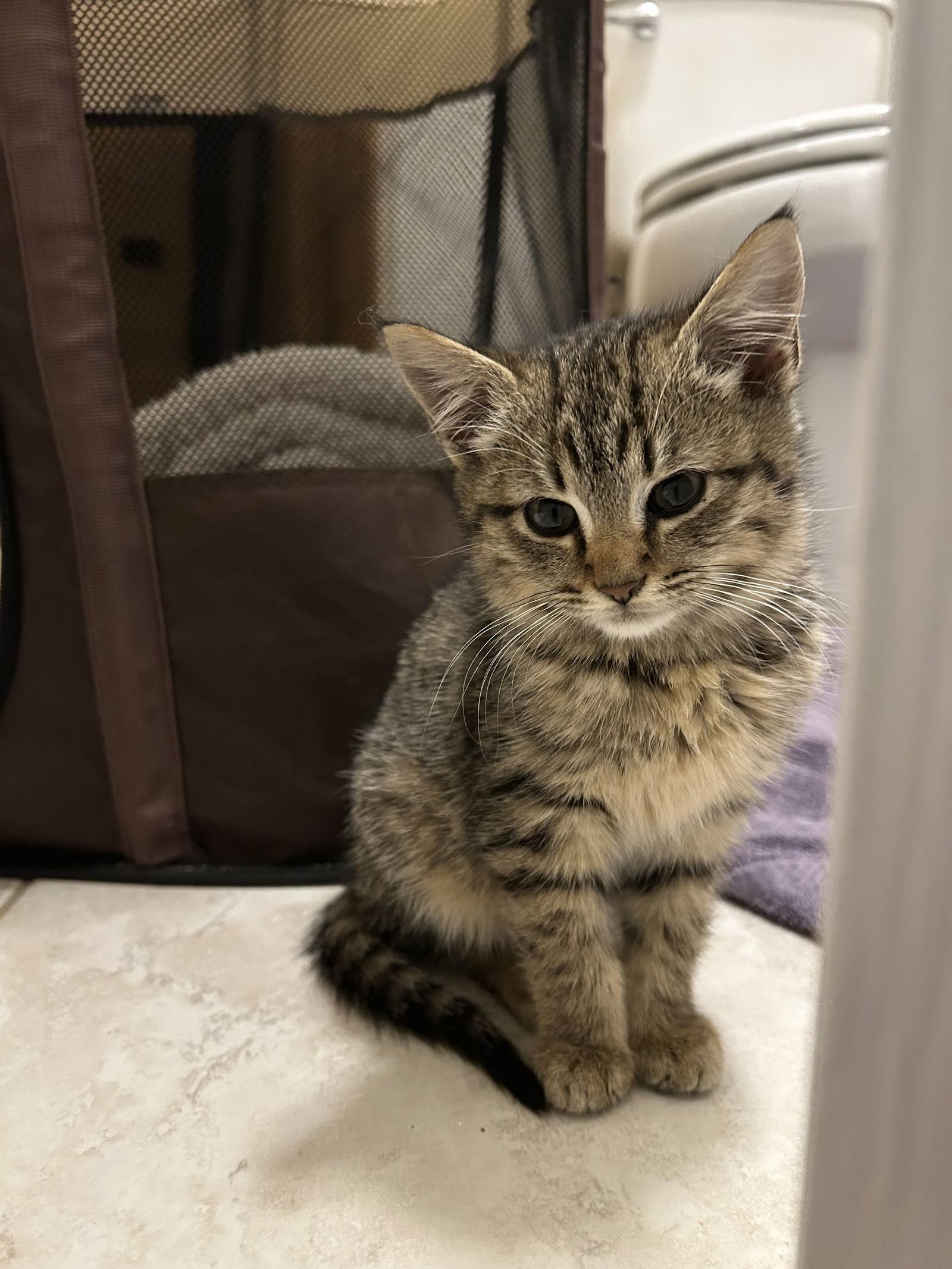 Enlarge Sugar, a Adoptable Domestic Medium Hair in Alpharetta, GA image 2/3