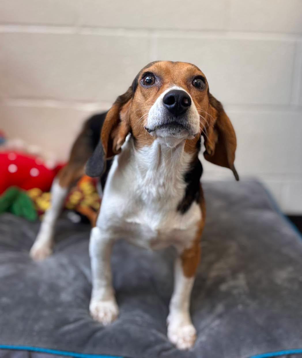 Enlarge Bobo, an adopted Beagle in Collierville, TN image 2/2