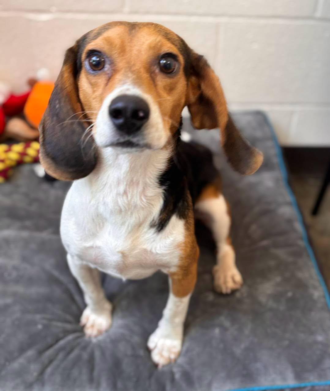 Bobo, adopted, Adult Male Beagle.