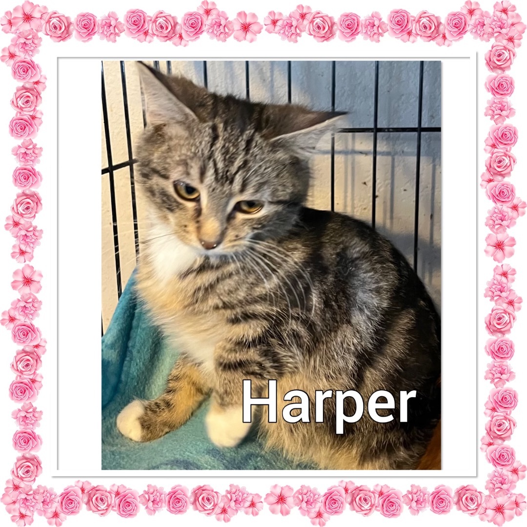 Harper, Adoptable, Kitten Female Tabby.