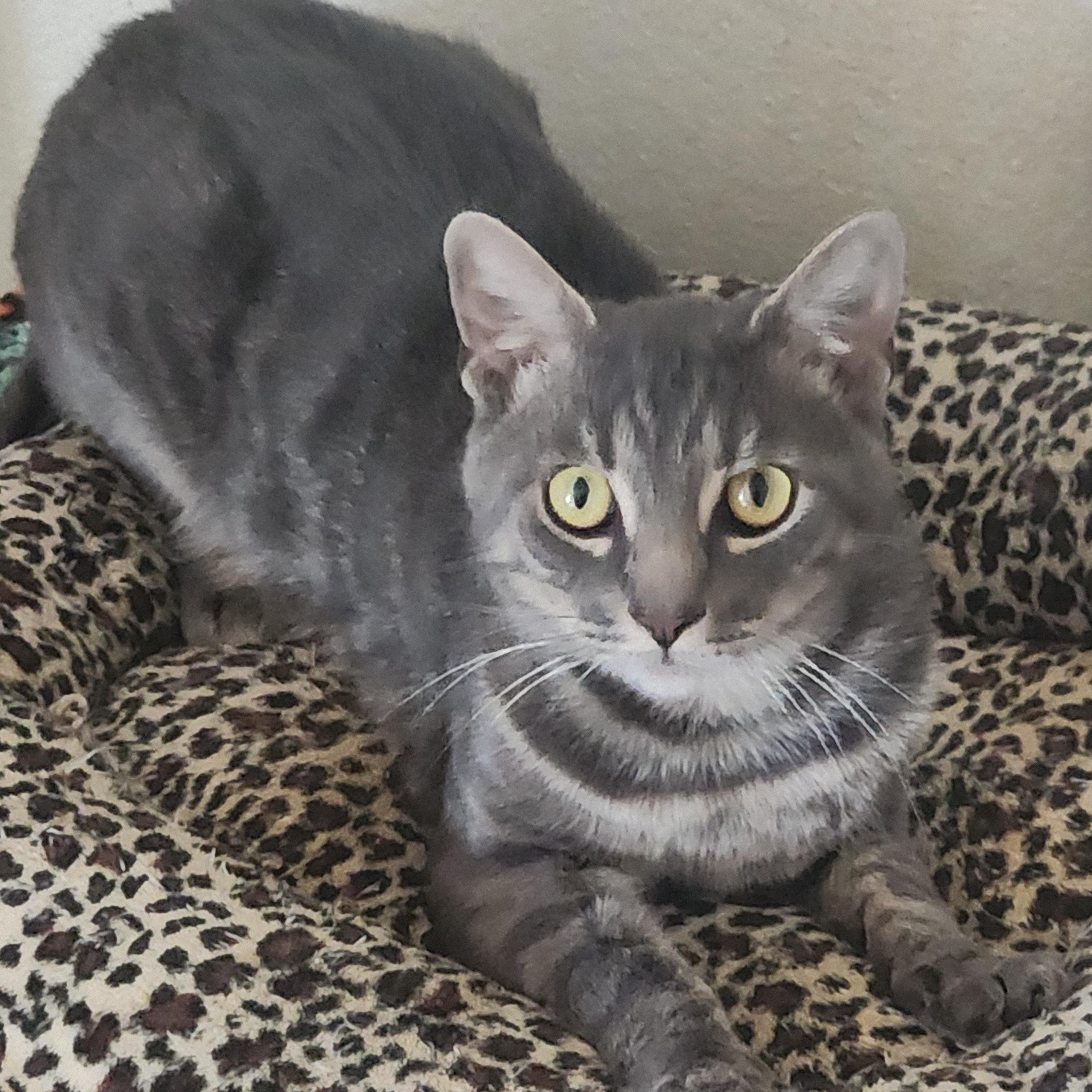 Dexter, a Adoptable Domestic Short Hair in Westminster, CA image 1/3