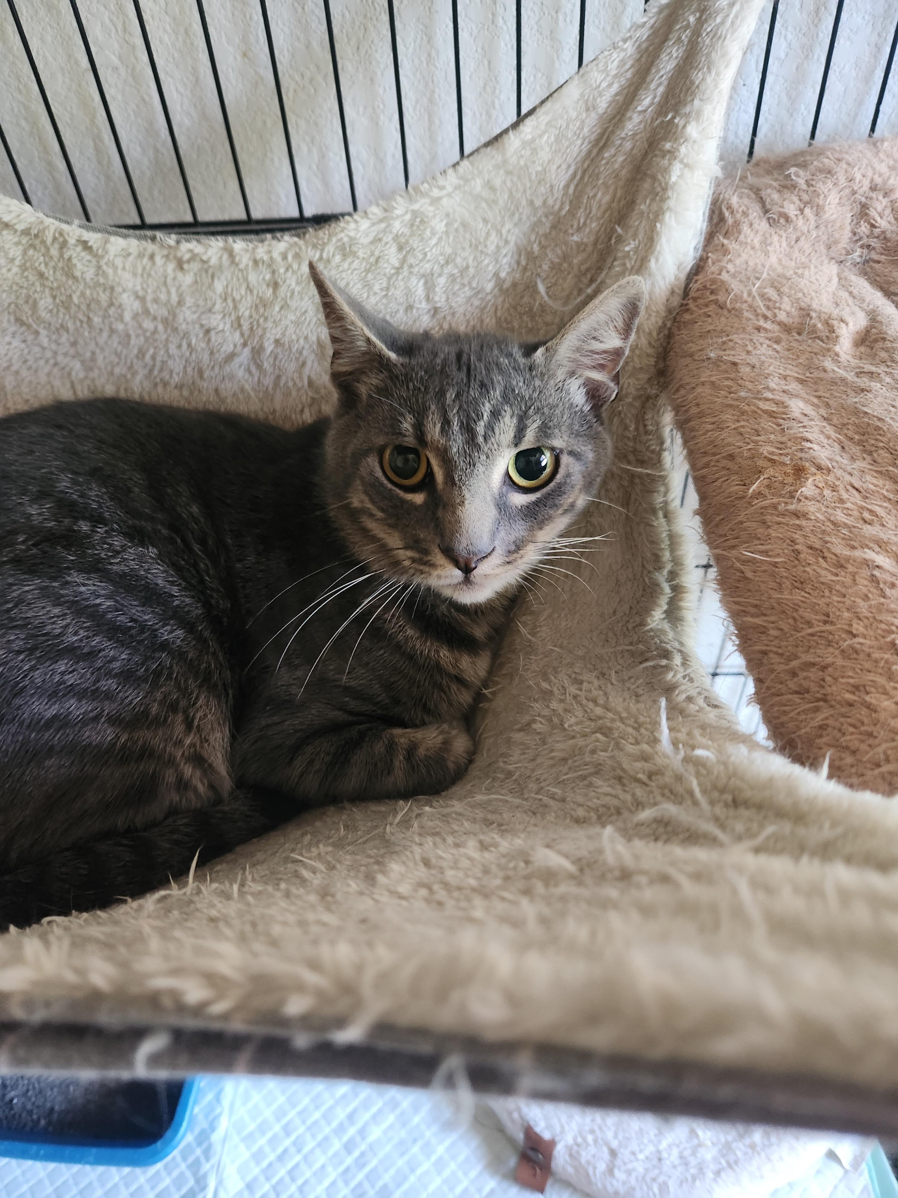 Dexter, a Adoptable Domestic Short Hair in Westminster, CA image 3/3