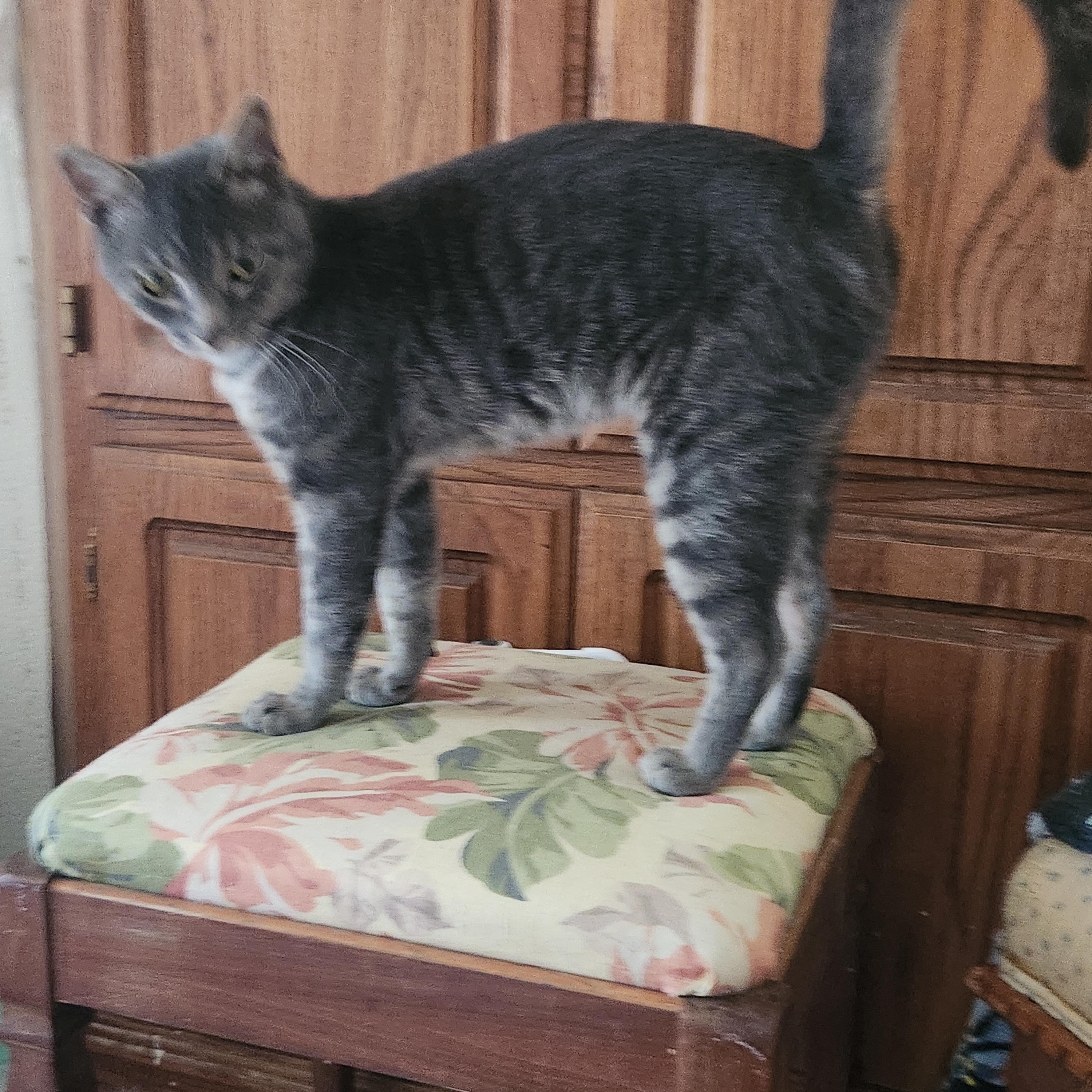 Dexter, a Adoptable Domestic Short Hair in Westminster, CA image 2/3