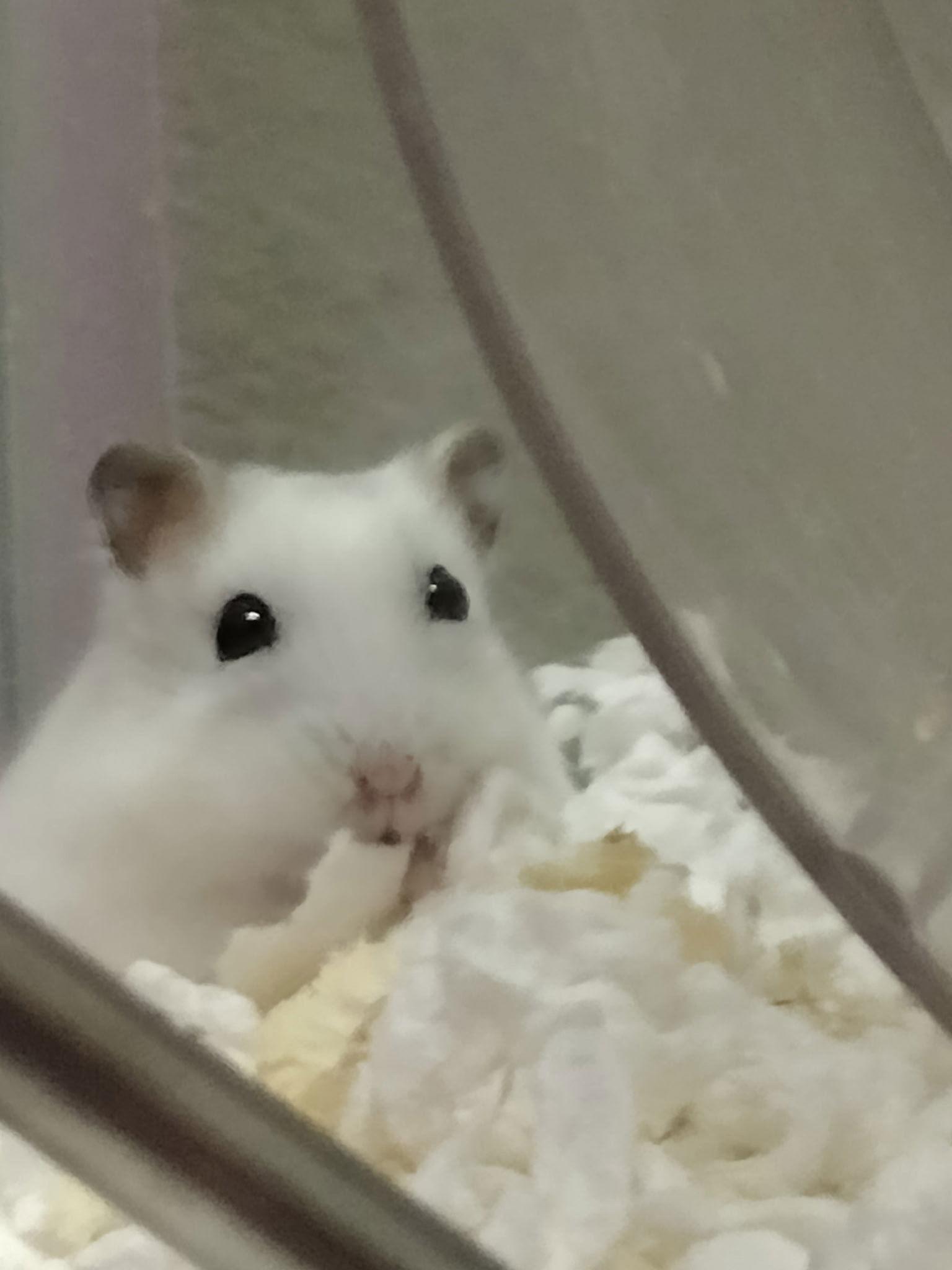 Snow White ⭐️, Adoptable, Adult Female Hamster.