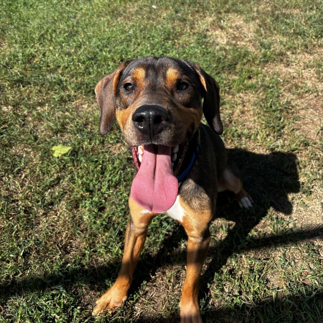 Enlarge Pythagoras, a Adoptable Mixed Breed in Fredericksburg, VA image 1/2