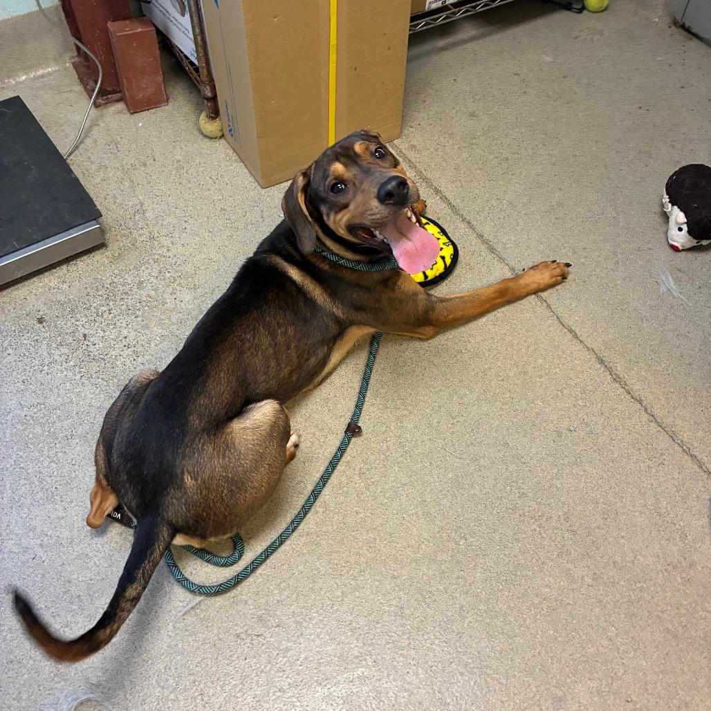 Enlarge Pythagoras, a Adoptable Mixed Breed in Fredericksburg, VA image 2/2