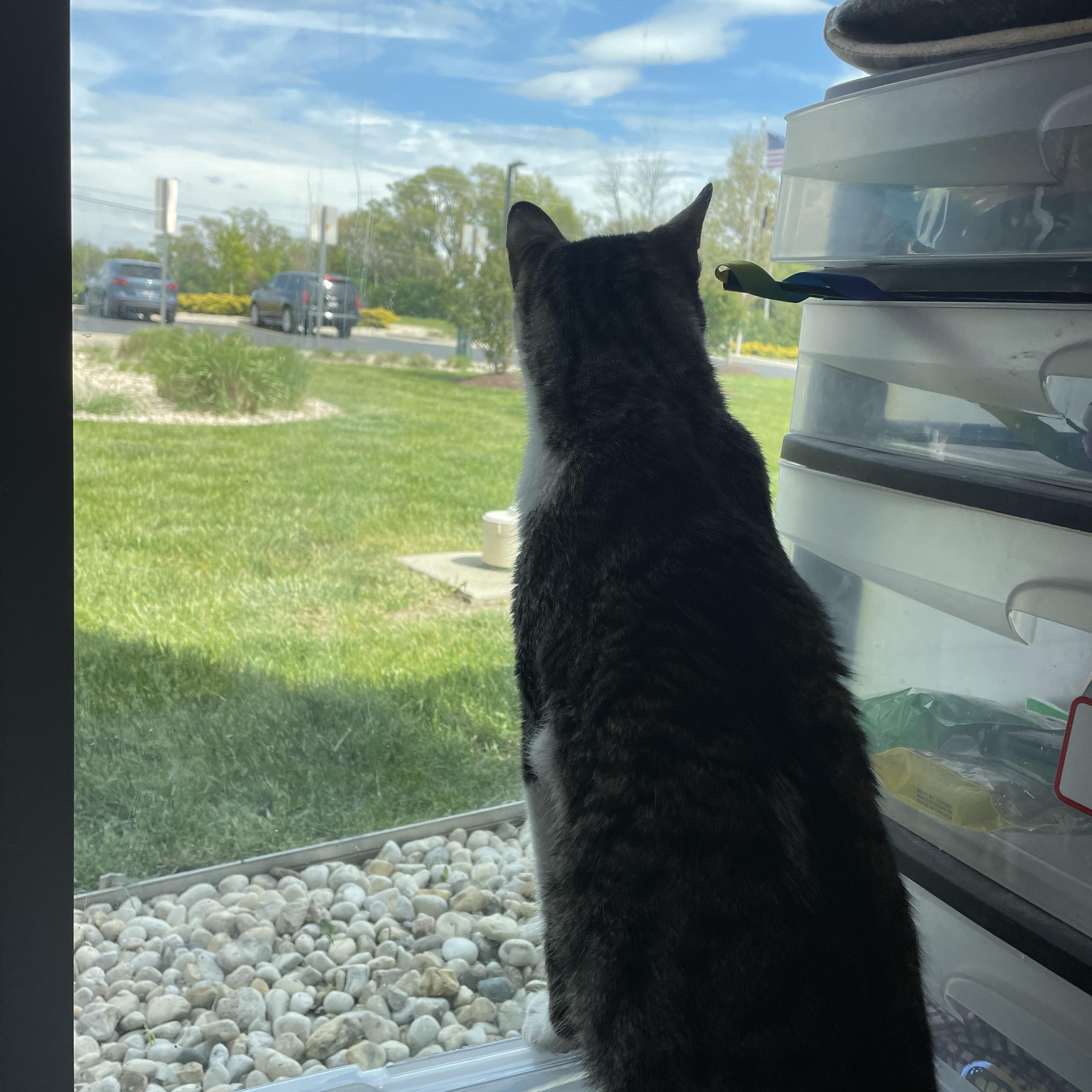 Enlarge Croissant, a Adopted  in Shorewood, IL image 2/2