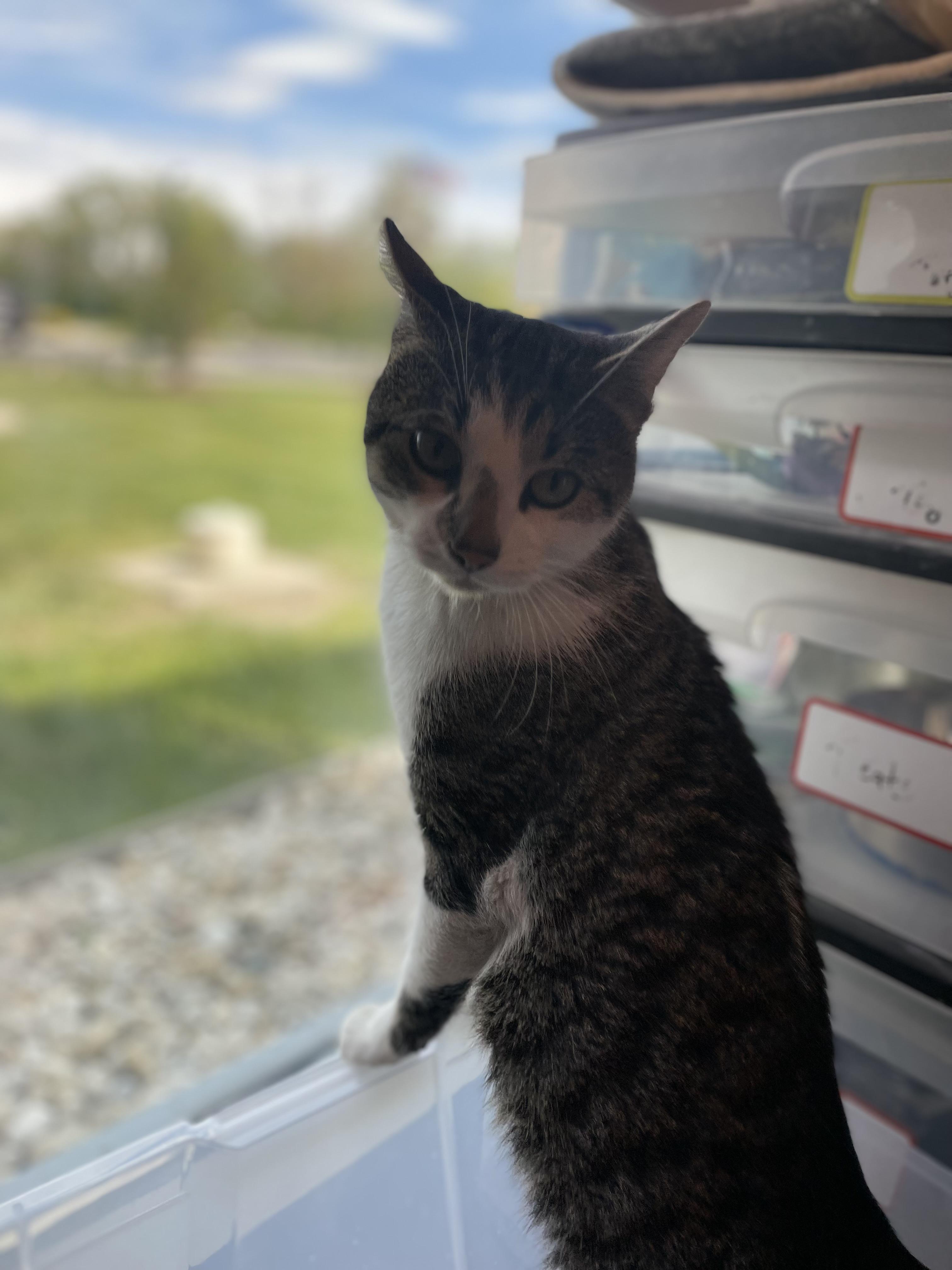 Croissant, Adopted, Adult Male .