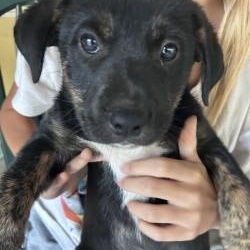 Terrier Puppies!!! photo 3