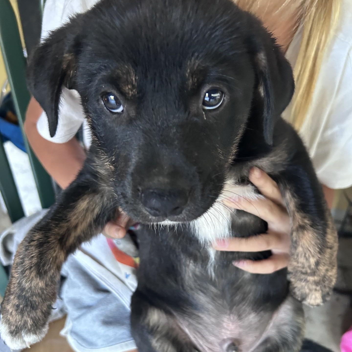 Terrier Puppies!!! photo 5