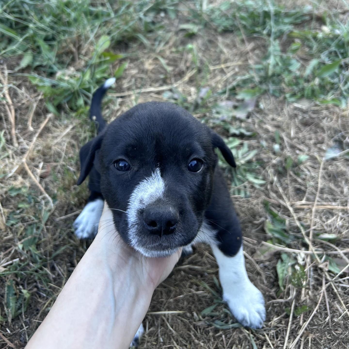 Terrier Puppies!!!, Baby Male unknown