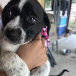 Terrier Puppies!!! photo 4