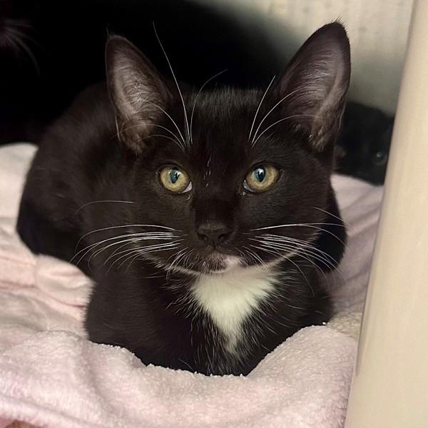 Slinky, Adoptable, Kitten Female Domestic Short Hair.