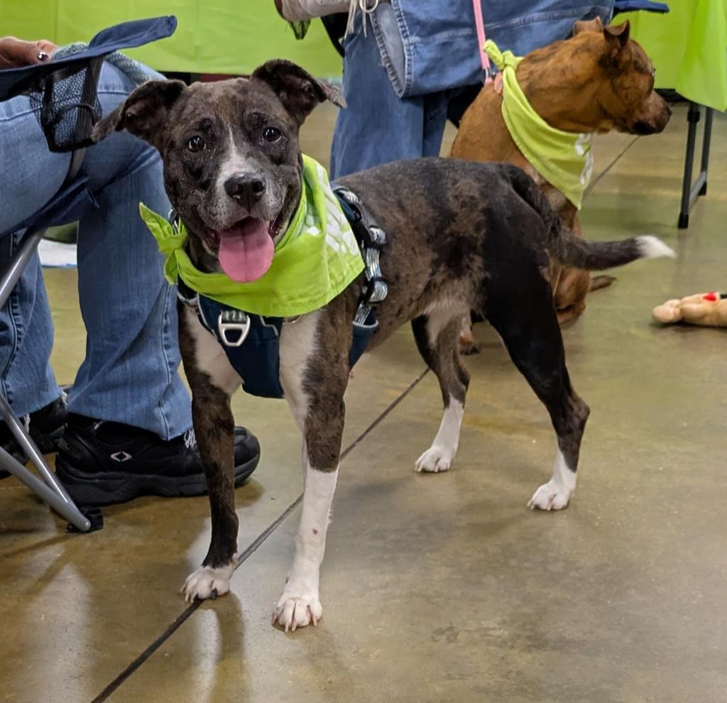 Uma ✅, Adoptable, Adult Female Mixed Breed.