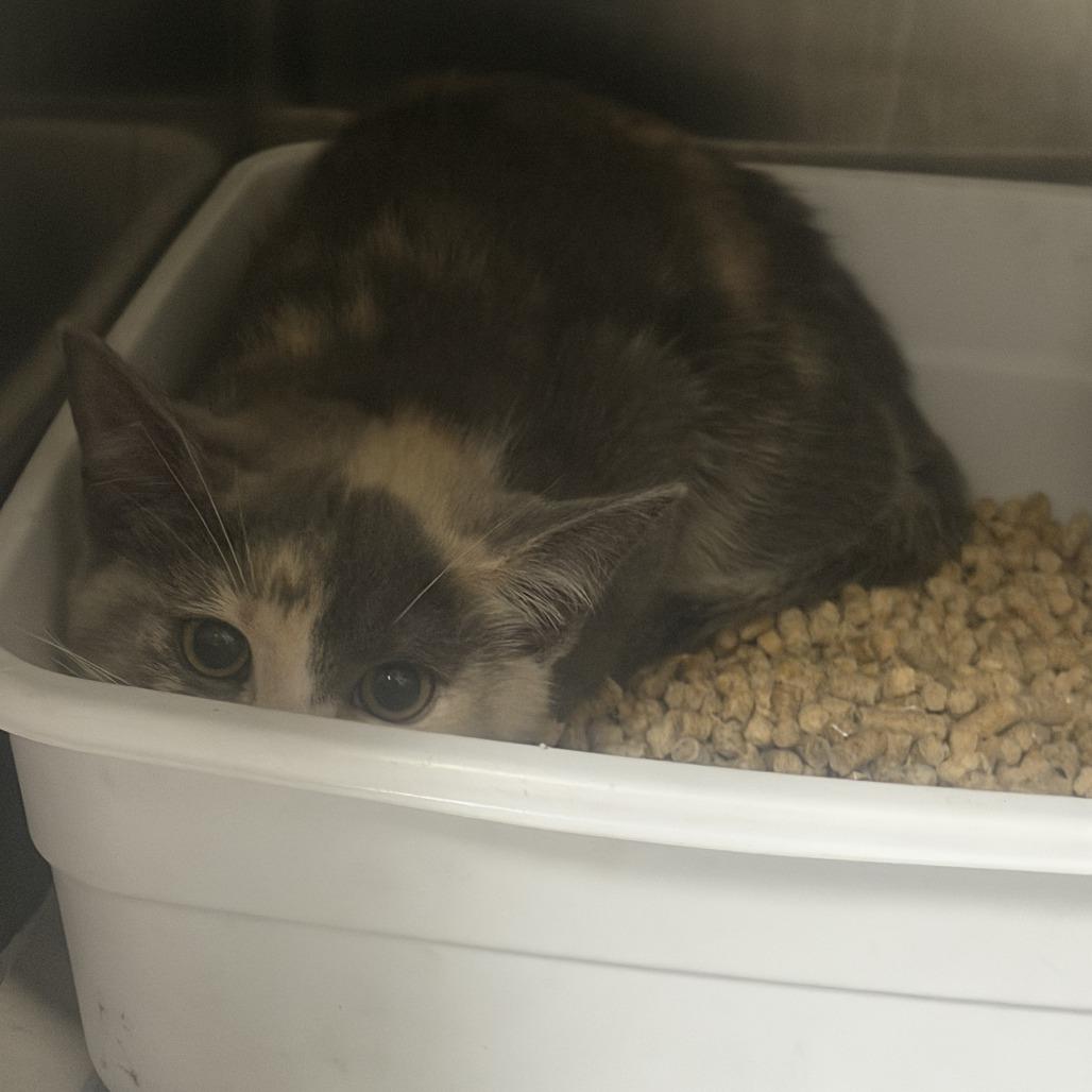 Candy Cane, Adoptable, Young Female Domestic Short Hair.