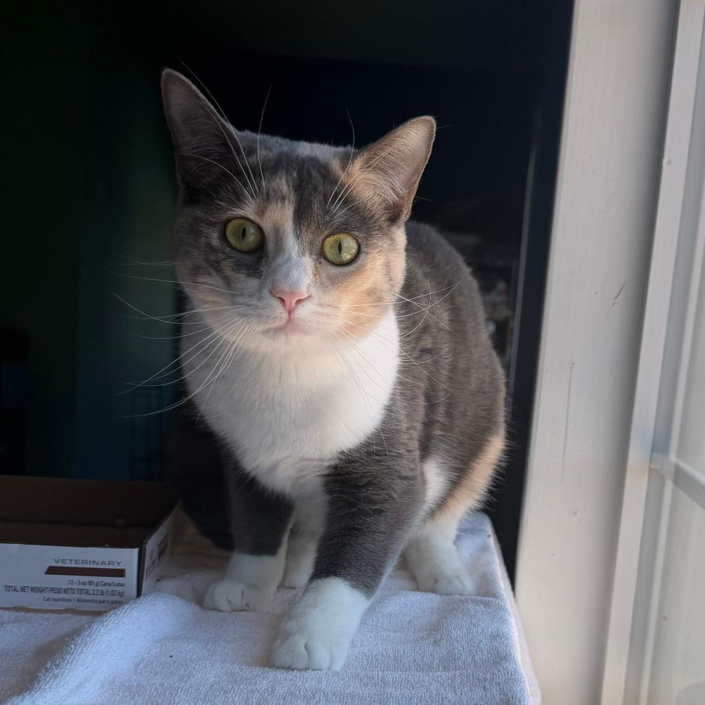 Enlarge Candy Cane, a Adoptable Domestic Short Hair in Marion, VA image 2/6