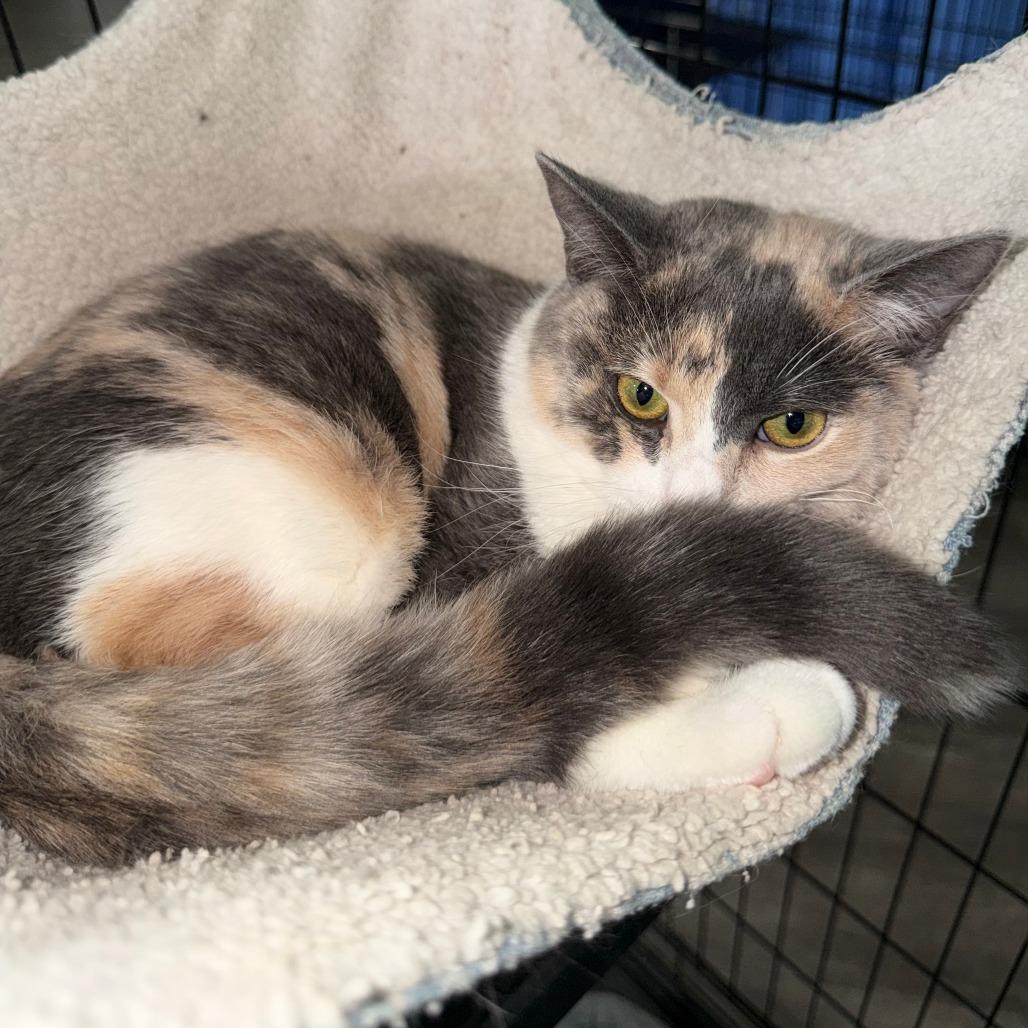 Enlarge Candy Cane, a Adoptable Domestic Short Hair in Marion, VA image 3/6