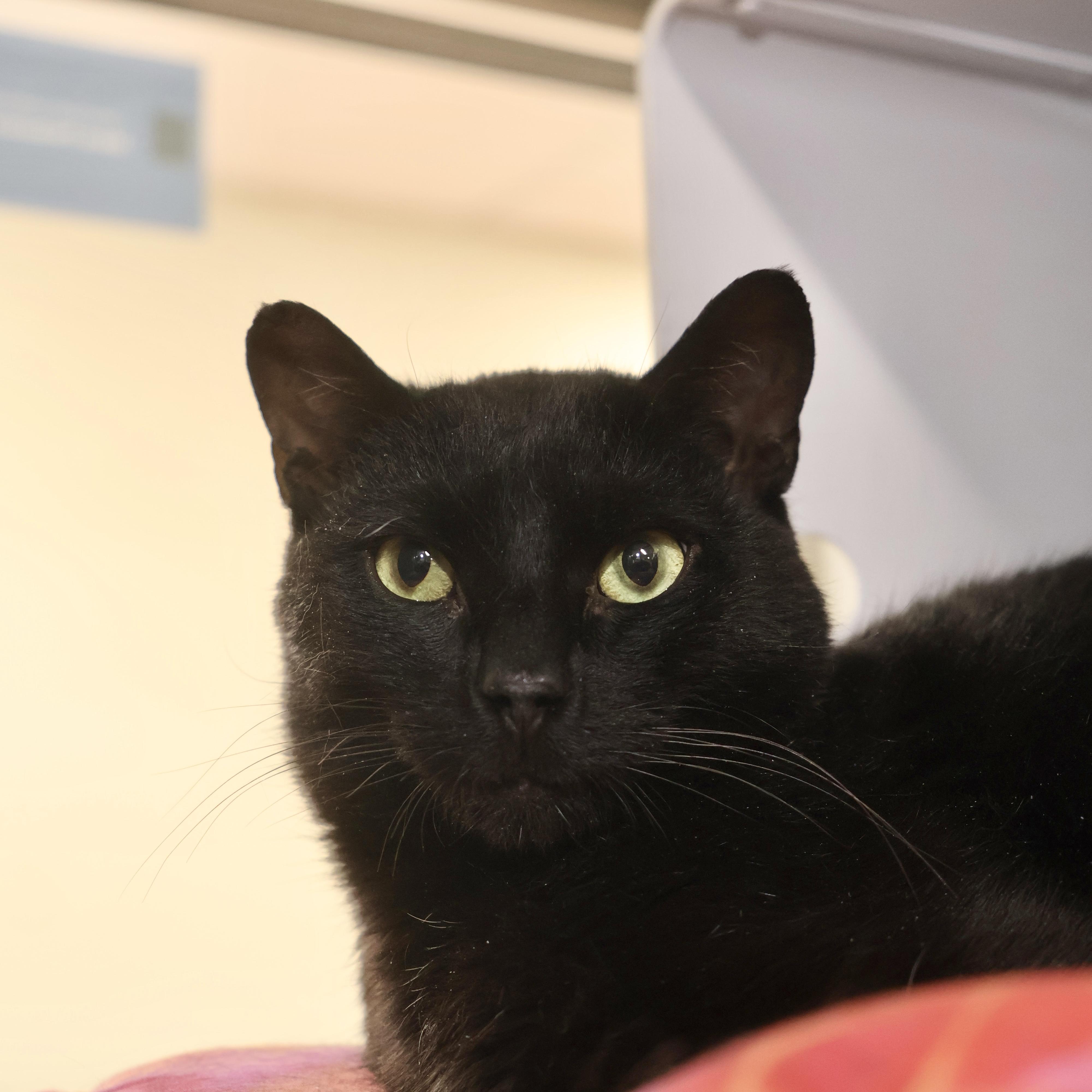 Enlarge Fedi, a ADOPTABLE Domestic Short Hair in Briarcliff Manor, NY image 1/2