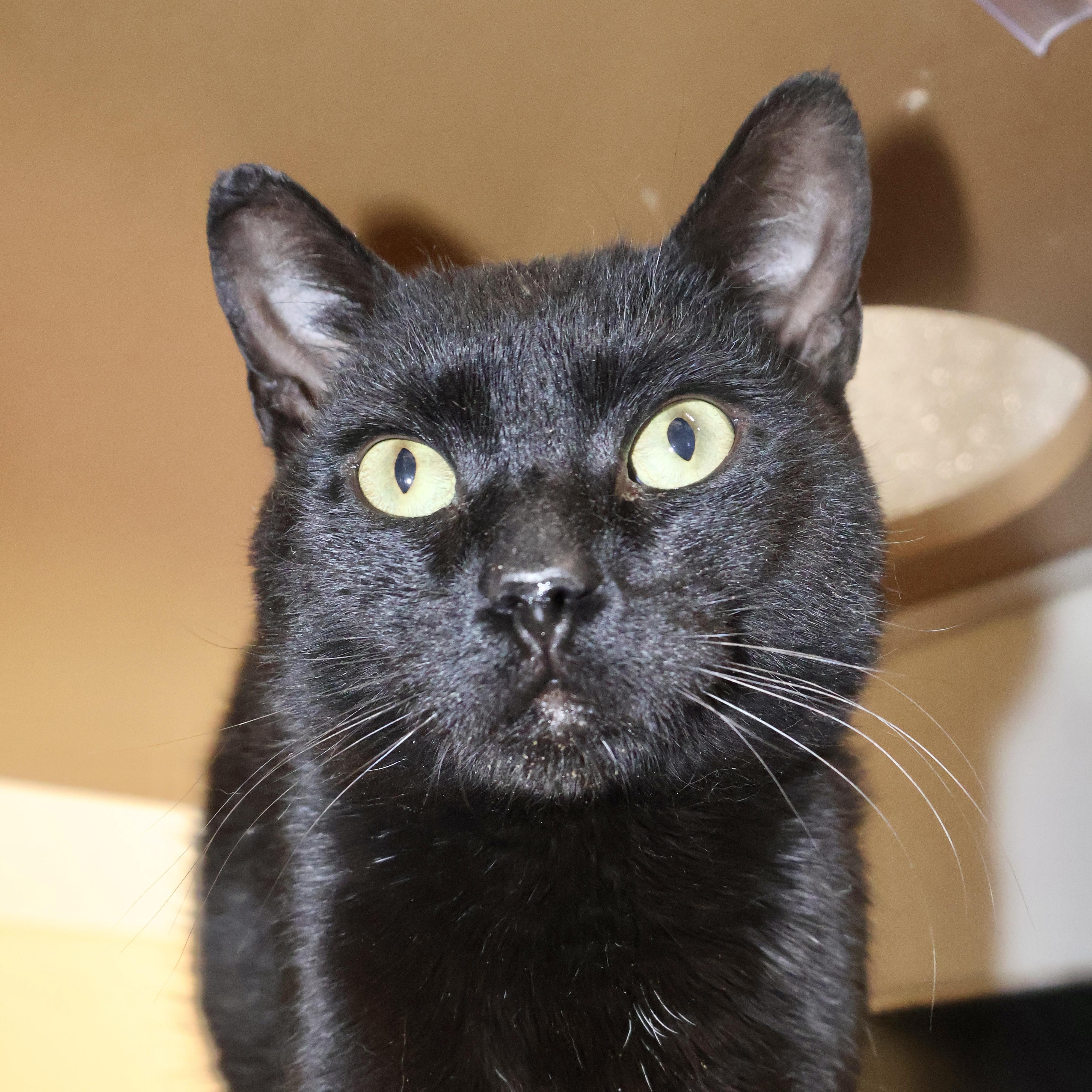 Enlarge Fedi, a ADOPTABLE Domestic Short Hair in Briarcliff Manor, NY image 2/2