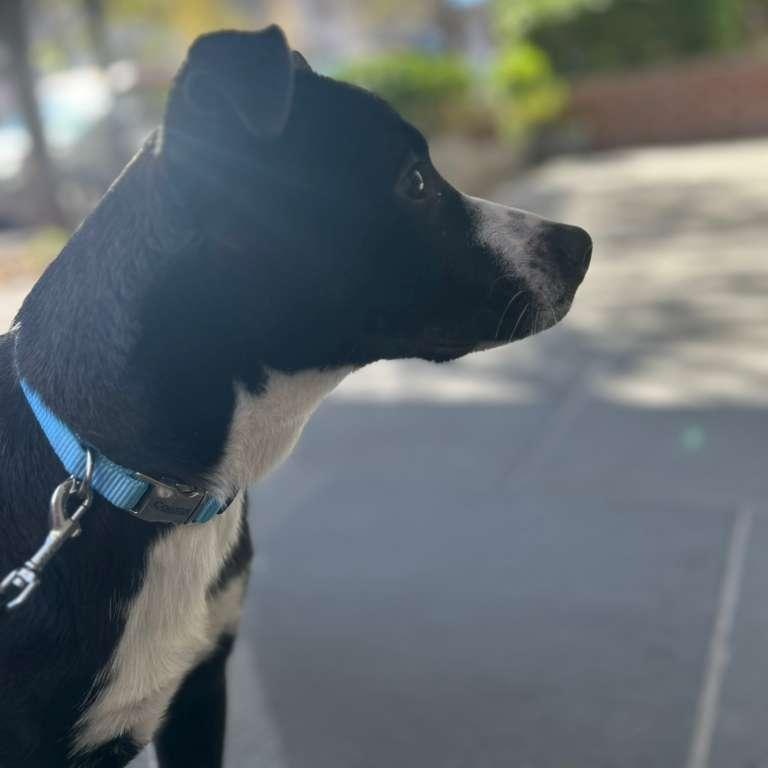 Enlarge Lia, an adopted mixed breed in New York, NY image 3/6