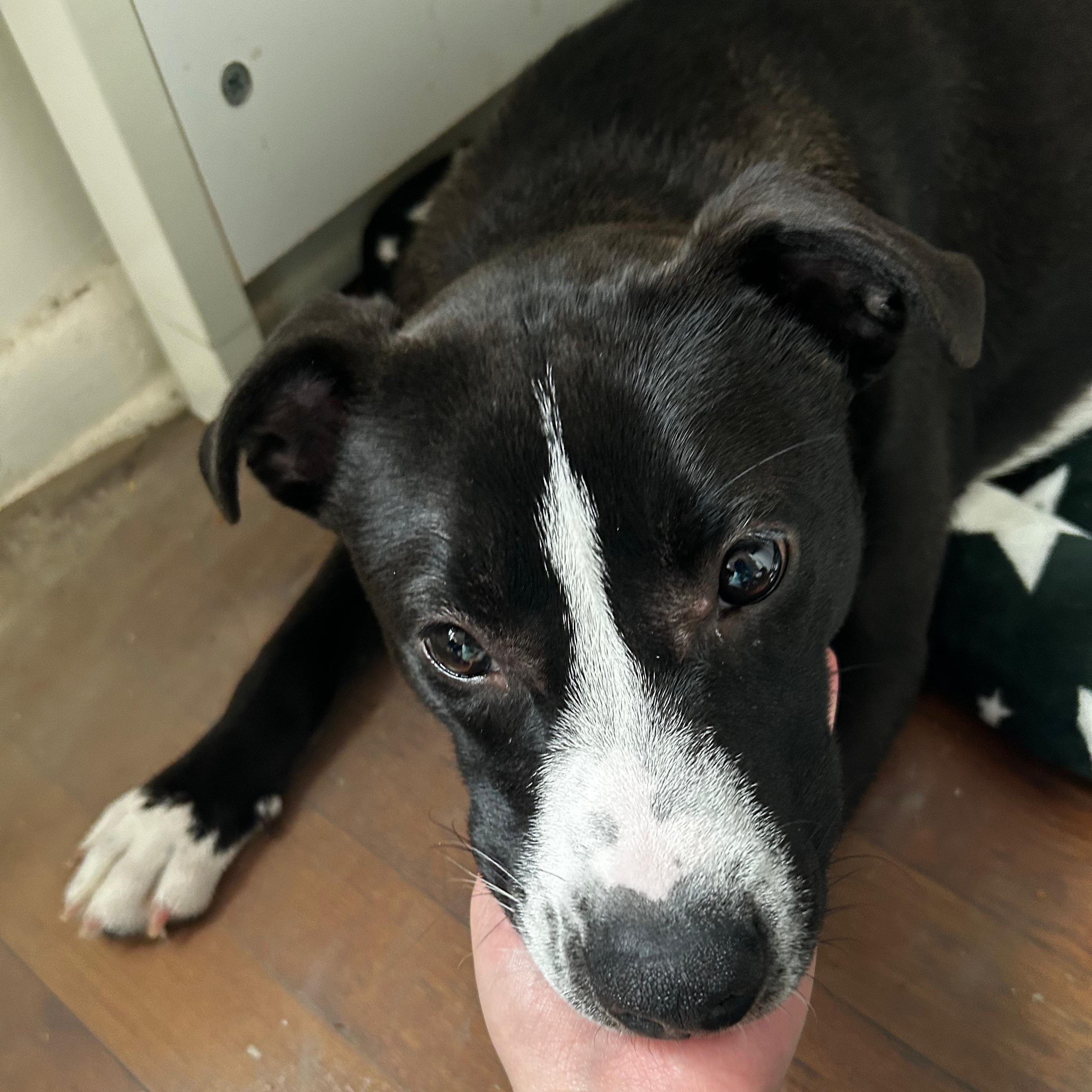 Enlarge Lia, an adopted mixed breed in New York, NY image 6/6