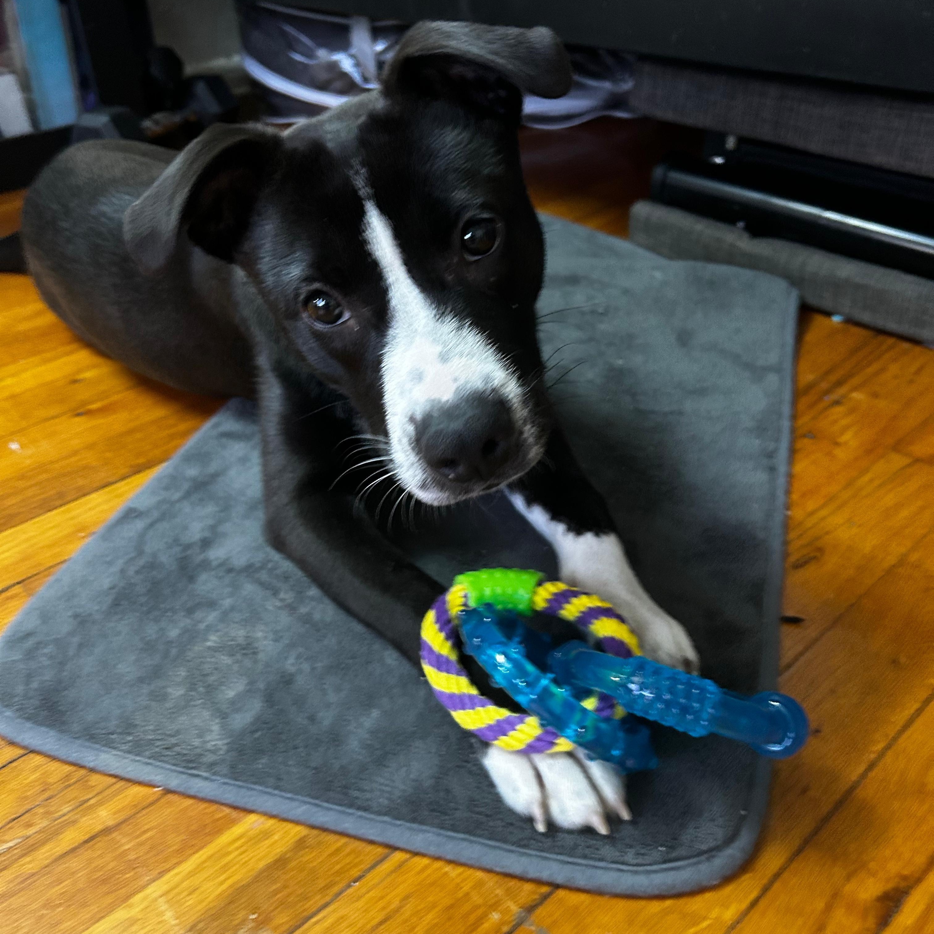 Enlarge Lia, an adopted mixed breed in New York, NY image 5/6