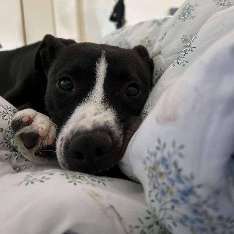 Enlarge Lia, an adopted mixed breed in New York, NY image 2/6