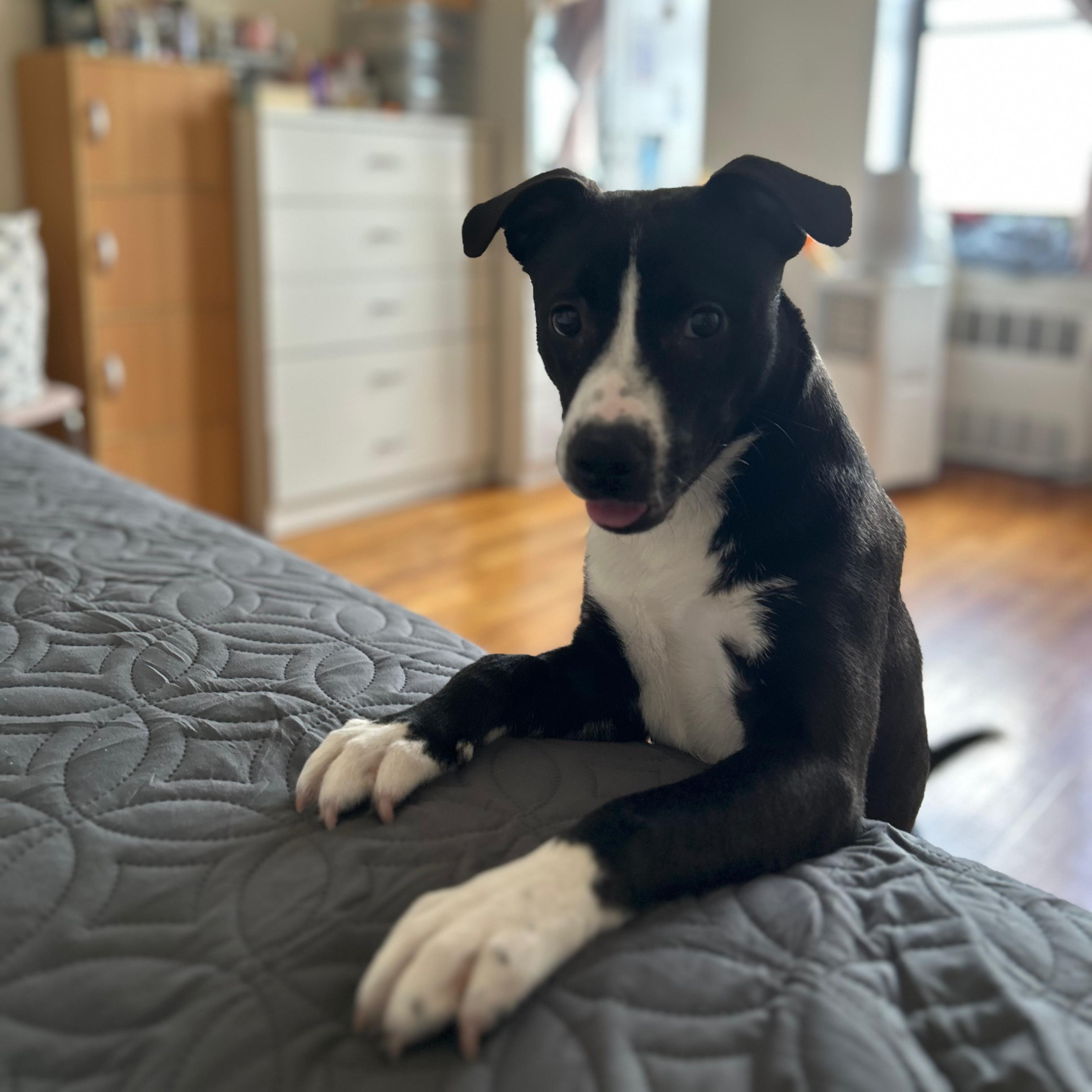 Lia, adopted, Puppy Female Pit Bull Terrier.