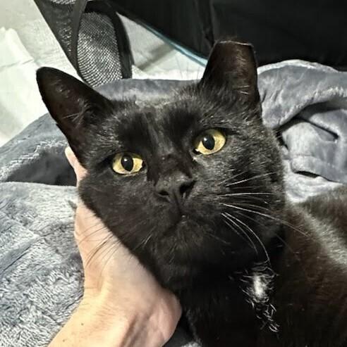 Aberdeen, Adoptable, Adult Female Domestic Short Hair.