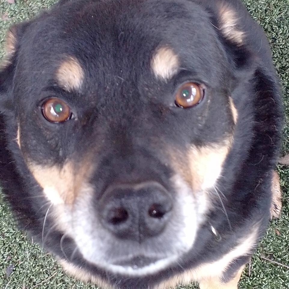 Enlarge Jasper and Kami (bonded pair), a Adoptable mixed breed in Marble Falls, TX image 1/6