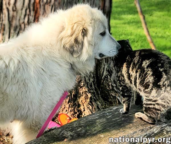 Bambi in KY - Greets With A Paw & Lean!