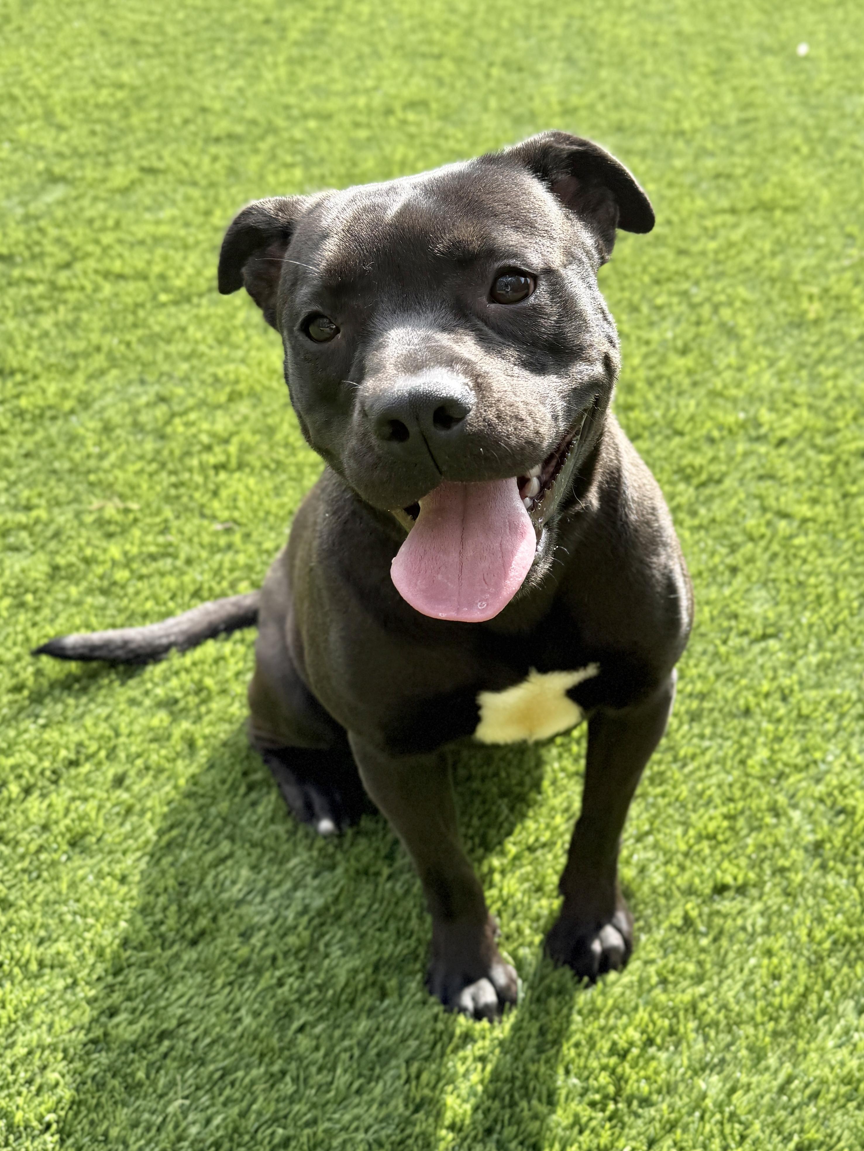 Surcee, adopted, Adult Female Staffordshire Bull Terrier.