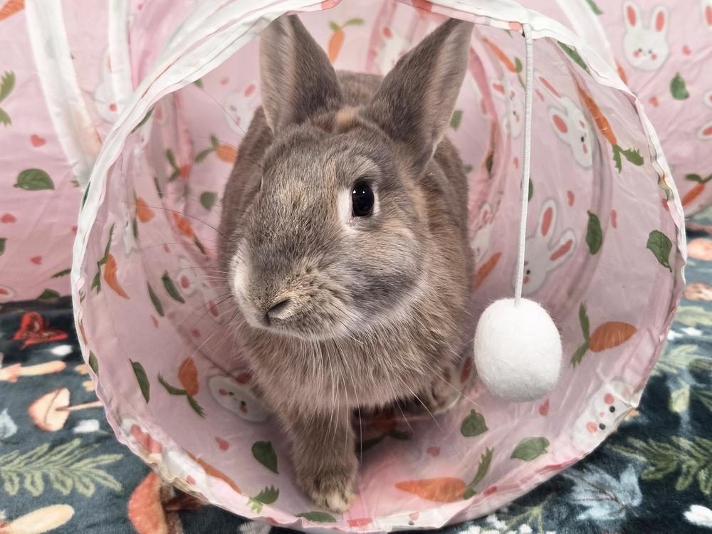 Calypso, Adoptable, Young Female Bunny Rabbit.