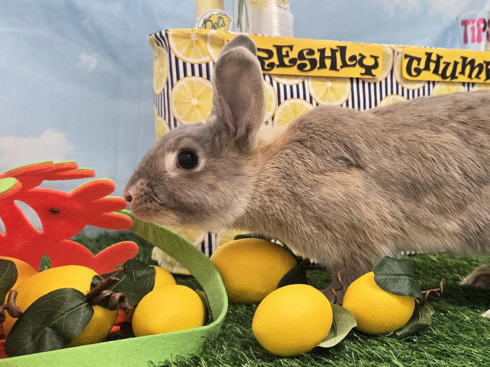 Calypso, a Adoptable Bunny Rabbit in Westford, MA image 2/6