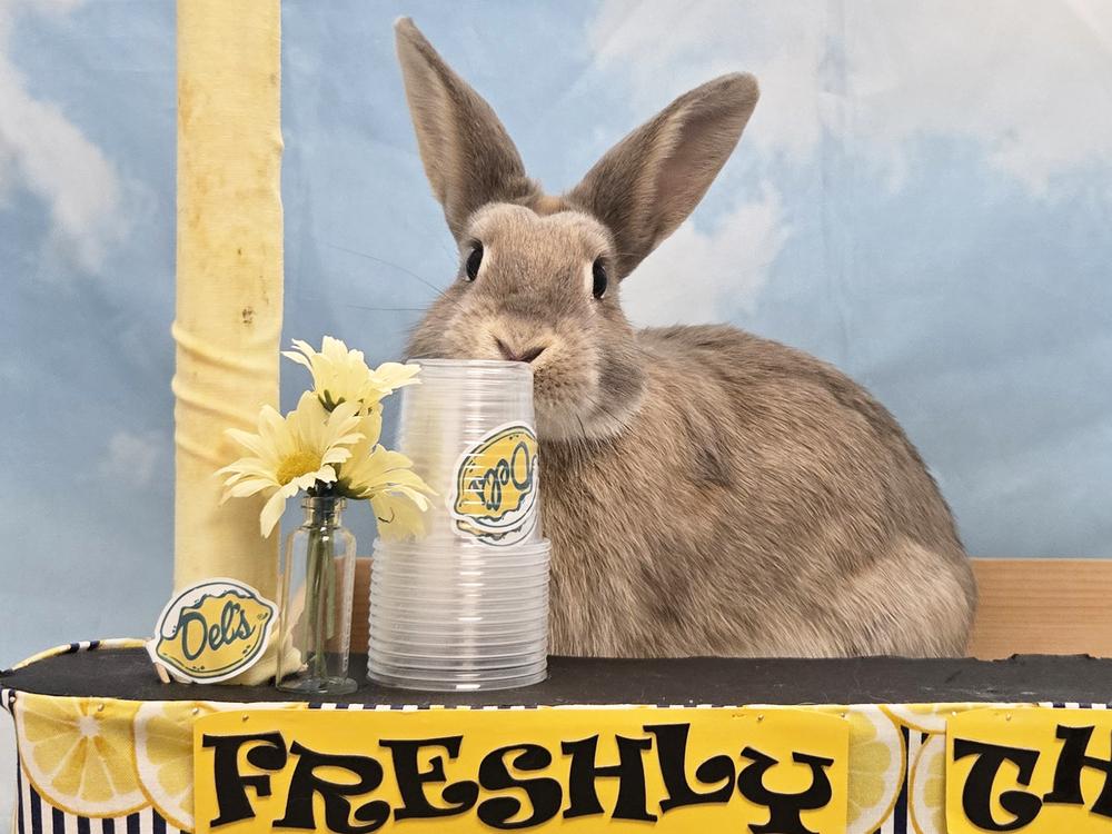Calypso, a Adoptable Bunny Rabbit in Westford, MA image 3/6