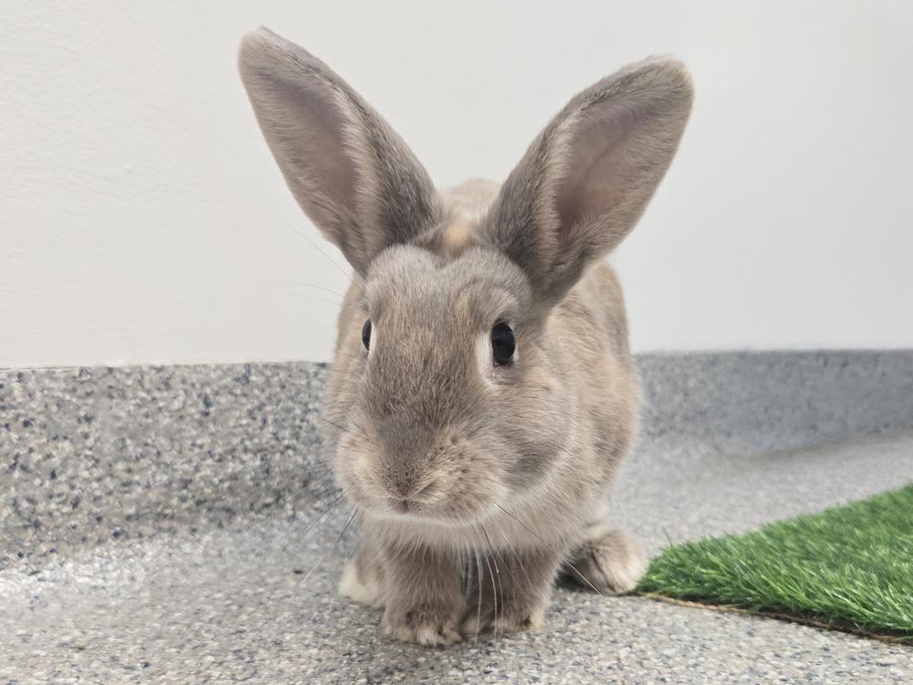 Calypso, a Adoptable Bunny Rabbit in Westford, MA image 4/6