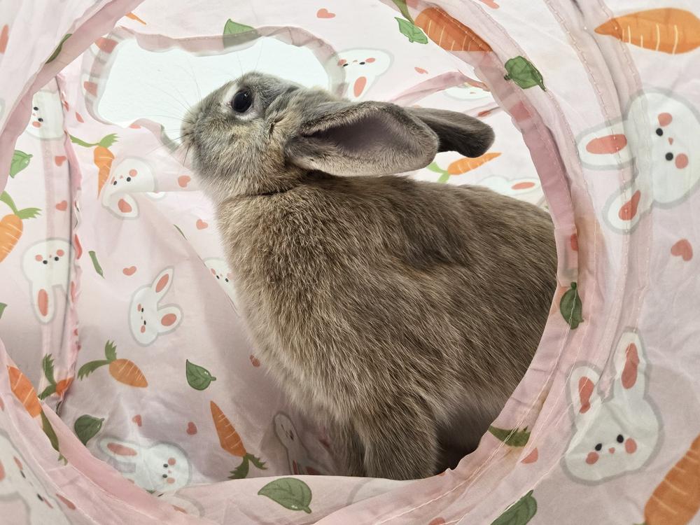Calypso, a Adoptable Bunny Rabbit in Westford, MA image 5/6