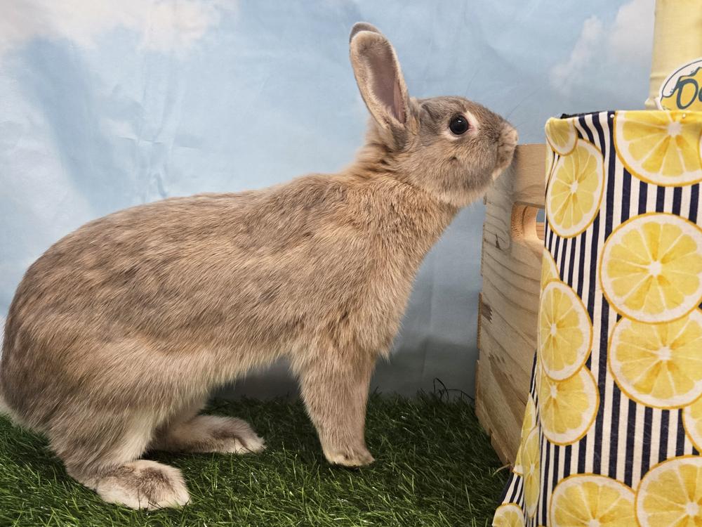 Calypso, a Adoptable Bunny Rabbit in Westford, MA image 6/6